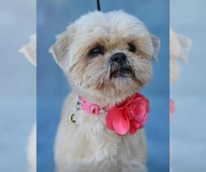 Shih Tzu Dogs for adoption in Canyon Country, CA, USA