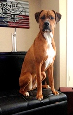 Boxweiler Dogs for adoption in Denton, TX, USA