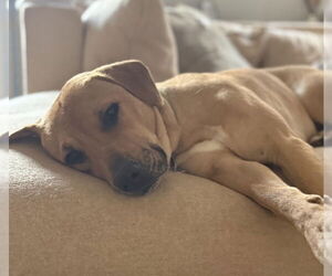 Labrador Retriever-Unknown Mix Dogs for adoption in Germanton, TN, USA