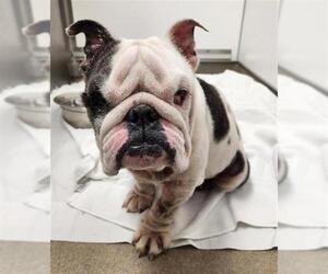 Bulldog-Unknown Mix Dogs for adoption in Fort Lauderdale, FL, USA