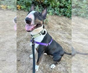 Bull Terrier Dogs for adoption in Santa Maria, CA, USA