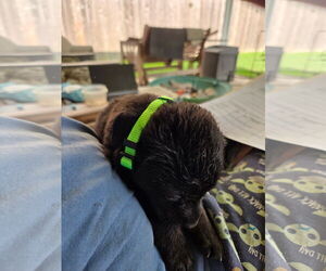 Plott Hound-Unknown Mix Dogs for adoption in New Orleans, LA, USA