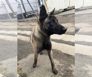 Mutt Dogs for adoption in Stockton, CA, USA