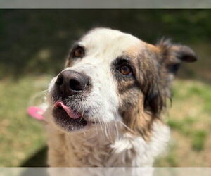 Mutt Dogs for adoption in Tulsa, OK, USA