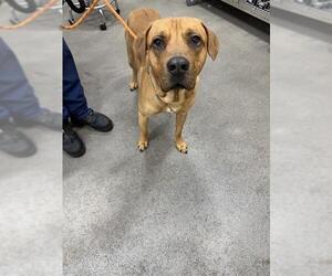 Boxer-Unknown Mix Dogs for adoption in Forestville, MD, USA