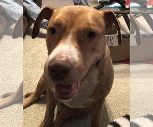 American Pit Bull Terrier Dogs for adoption in Royse City, TX, USA