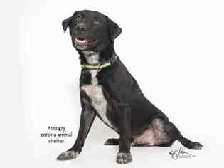 Sheprador Dogs for adoption in Corona, CA, USA