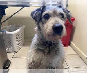 Mutt Dogs for adoption in Pasadena, CA, USA