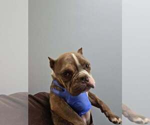 French Bulldog-Unknown Mix Dogs for adoption in New York, NY, USA
