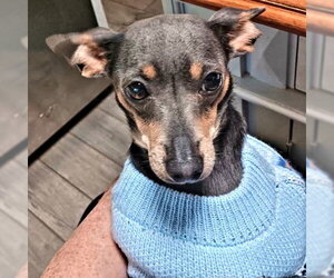 Miniature Pinscher Dogs for adoption in Rutherfordton, NC, USA
