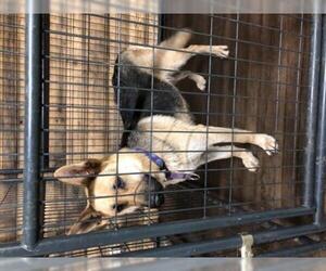 German Shepherd Dog Dogs for adoption in Crossville, TN, USA