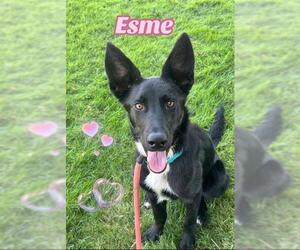German Shepherd Dog-Unknown Mix Dogs for adoption in Sacramento, CA, USA