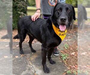 Labrador Retriever-Unknown Mix Dogs for adoption in Warrenton, VA, USA