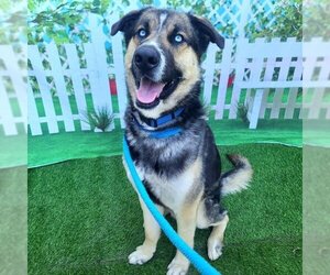 German Shepherd Dog-Unknown Mix Dogs for adoption in Long Beach, CA, USA