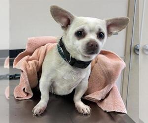 Chihuahua Dogs for adoption in Placerville, CA, USA