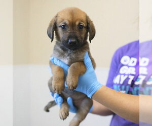 Great Pyrenees-Unknown Mix Dogs for adoption in San Antonio, TX, USA