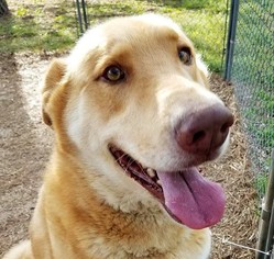 Golden Shepherd Dogs for adoption in Wheaton, IL, USA