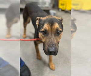 German Shepherd Dog-Unknown Mix Dogs for adoption in Forestville, MD, USA