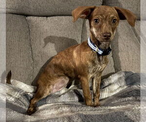 Dachshund-Unknown Mix Dogs for adoption in Coralville, IA, USA