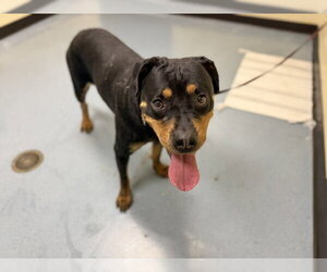Rottweiler-Unknown Mix Dogs for adoption in Denver, CO, USA