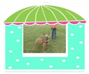 Mutt Dogs for adoption in KELLYVILLE, OK, USA