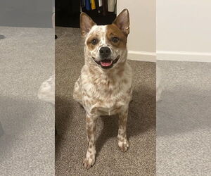 Mutt Dogs for adoption in Garden City, NY, USA