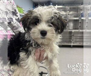 Shih Tzu-Unknown Mix Dogs for adoption in Washington, DC, USA