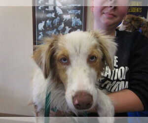 Australian Shepherd Dogs for adoption in Ocala, FL, USA
