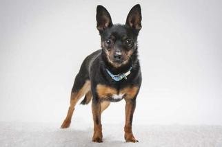 Miniature Pinscher Dogs for adoption in Santa Cruz, CA, USA