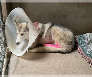 Siberian Husky Dogs for adoption in San Bernardino, CA, USA