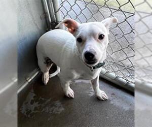 Chihuahua Dogs for adoption in San Andreas, CA, USA