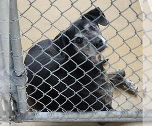 Mutt Dogs for adoption in Anchorage, AK, USA