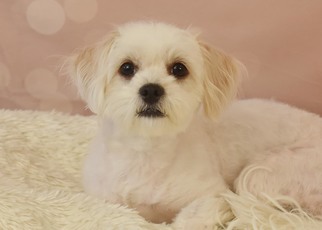Maltese Dogs for adoption in Decatur, GA, USA