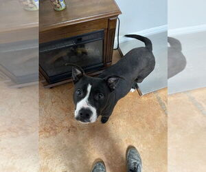 Staffordshire Bull Terrier Dogs for adoption in Bolivar, MO, USA