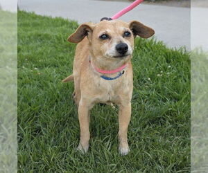 Chiweenie Dogs for adoption in Long Beach, CA, USA