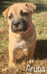 Medium Photo #1 American Bulldog Puppy For Sale in Fayetteville, GA, USA