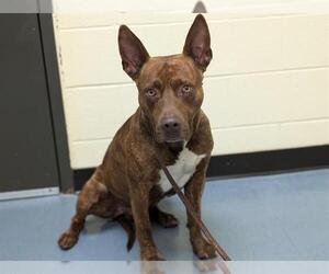 American Pit Bull Terrier Dogs for adoption in Denver, CO, USA