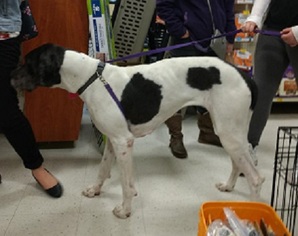 Great Dane Dogs for adoption in Millville, UT, USA