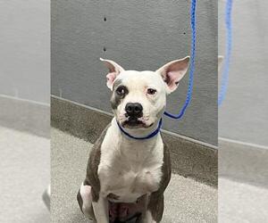 American Pit Bull Terrier-Unknown Mix Dogs for adoption in Las Vegas, NV, USA