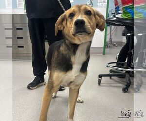 Retriever -Unknown Mix Dogs for adoption in Washington, DC, USA