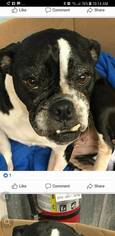 English Boston Bulldog Dogs for adoption in Gibbstown, NJ, USA