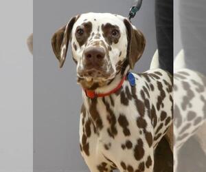 Dalmatian Dogs for adoption in Batavia, NY, USA
