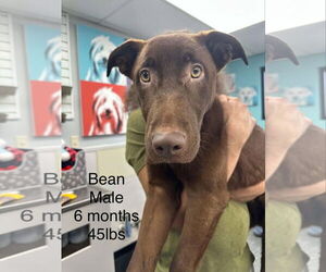 Labrador Retriever-Unknown Mix Dogs for adoption in Woodbury, NY, USA