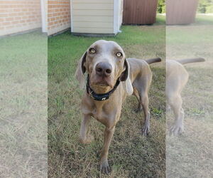 Weimaraner Dogs for adoption in Orlando, FL, USA