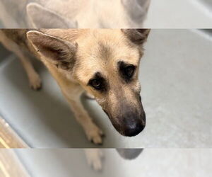 German Shepherd Dog Dogs for adoption in Tulsa, OK, USA