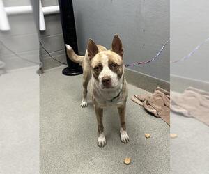 Siberian Husky-Unknown Mix Dogs for adoption in Las Vegas, NV, USA