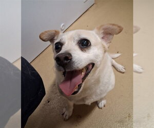 Mutt Dogs for adoption in Chula Vista, CA, USA