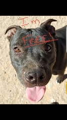 American Pit Bull Terrier Dogs for adoption in Surprise , AZ, USA