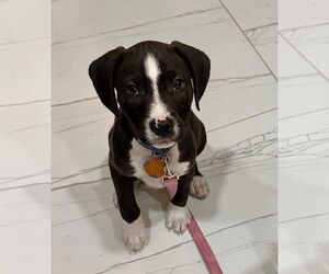 Mutt Dogs for adoption in Royal Palm Beach, FL, USA