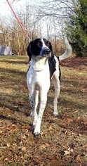 Lab-Pointer Dogs for adoption in Rustburg, VA, USA